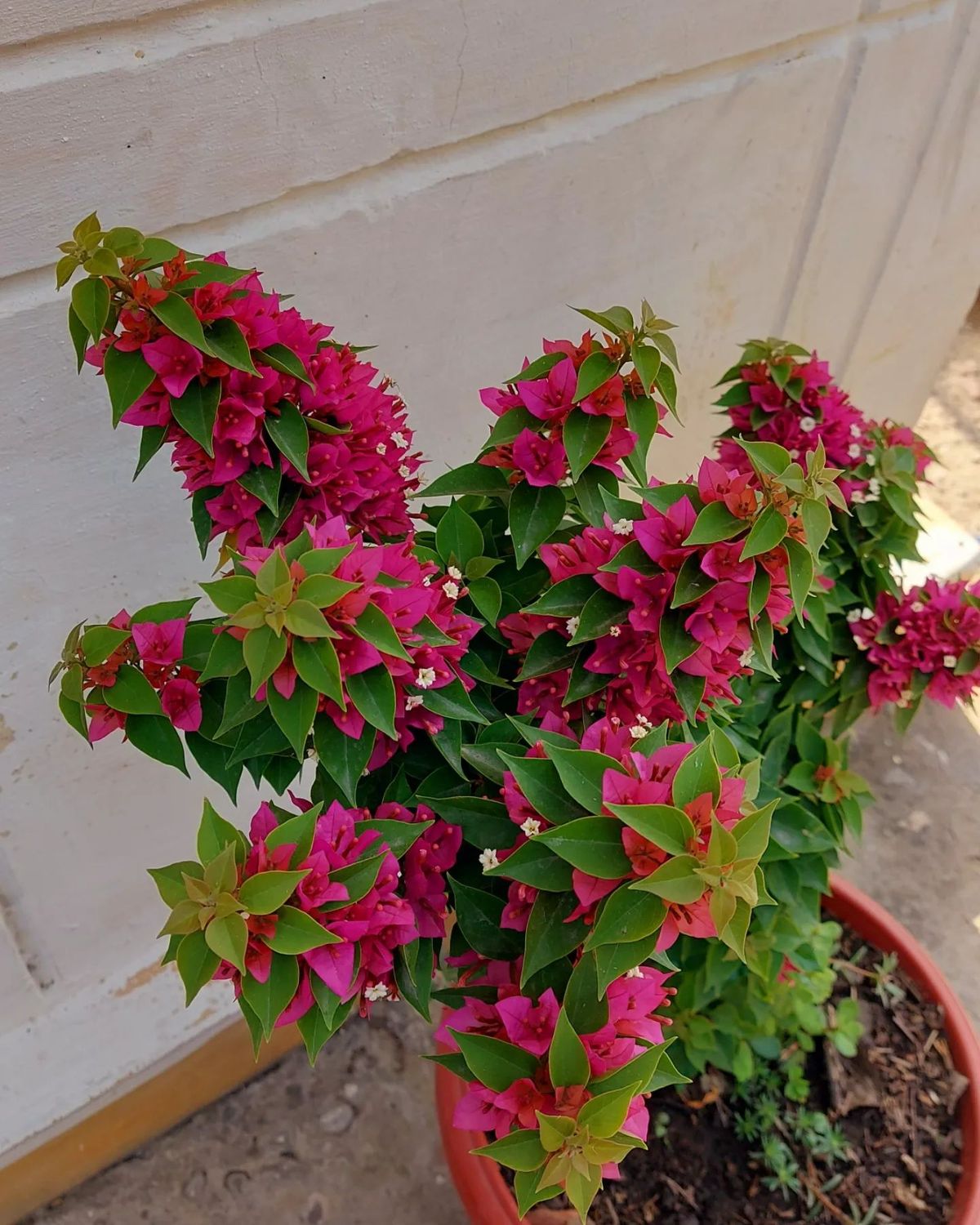 The Dwarf Bougainvillea